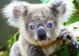 Artiklar på Australiens djur iFokus